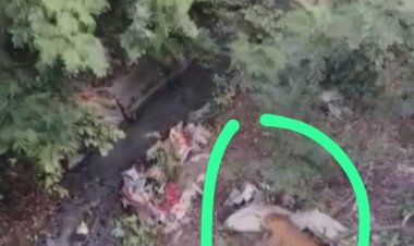 रेलवे कॉलोनी में घुसा तेंदुआ, क्षेत्र में फैली दहशत, लापरवाह वन विभाग की देरी से लोगो की जान जोखिम में, पकडऩे की मशक्कत जारी